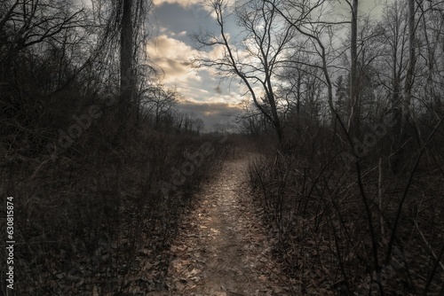 Scenic path meanders through a weathered forest at dusk