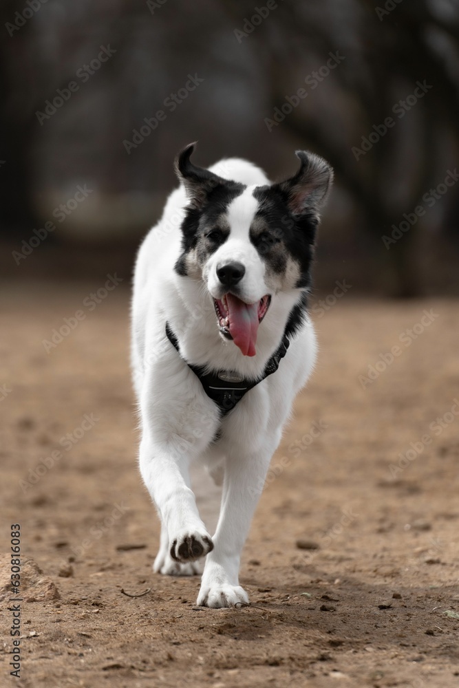 An energetic black and white dog running in the field