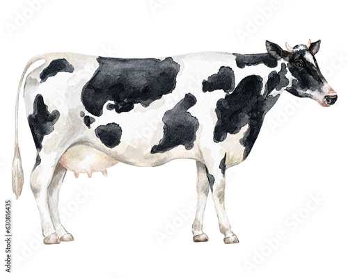 Cow black and white, animal illustration.