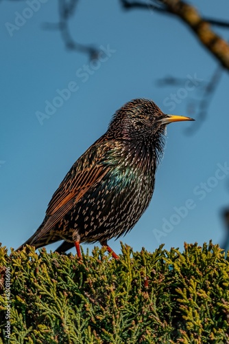 Common starling perched on a green bush in a park under the sunlight