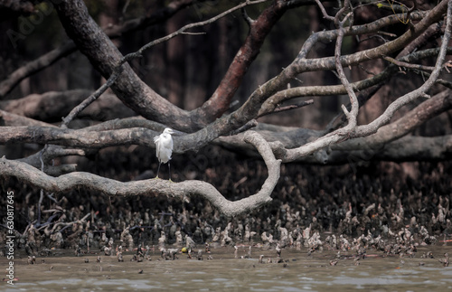 little egret sitting in the sundarbans mangrove forest. this photo was taken from  Sundarbans National Park,Bangladesh. photo