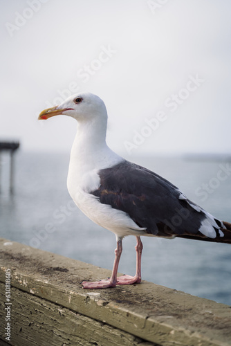 Seagull a Pier Railing 1 © Trey