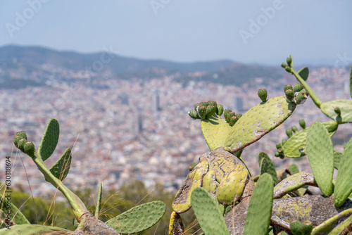 Prickly pear cactus in front of Barcelona panorama in very good weather, nature and city combined