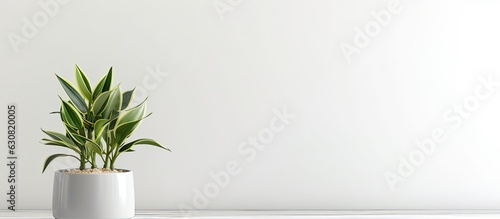 A houseplant in a gray flowerpot is placed on a table near a bright white wall. copy space available or it can be used as a product montage image. photo