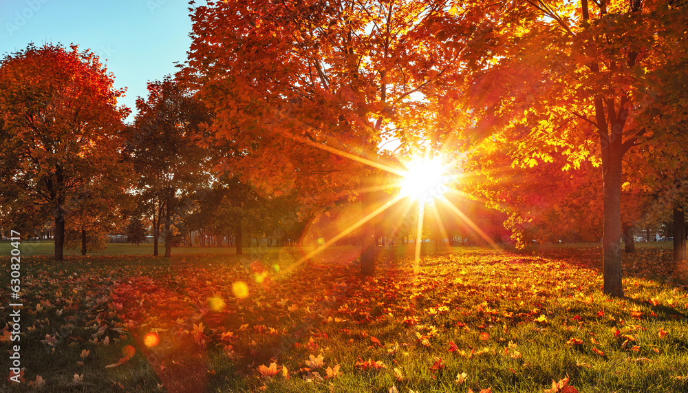 Autumn Landscape. Fall Scene. Trees and Leaves, Foggy Forest in Sunlight Rays Autumn Landscape. Fall Scene. Trees and Leaves, Foggy Forest in Sunlight Rays