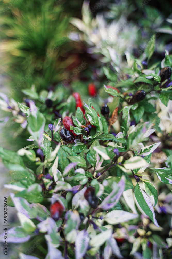 Wild Berry Plant Wild Berry Plant