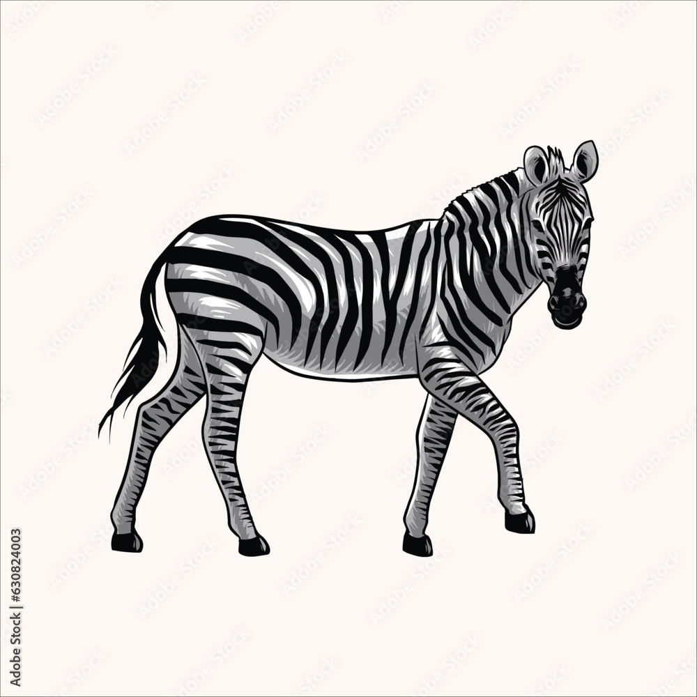 Obraz premium zebras savannah