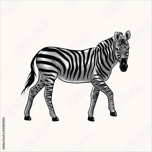 zebras savannah © Muhammad