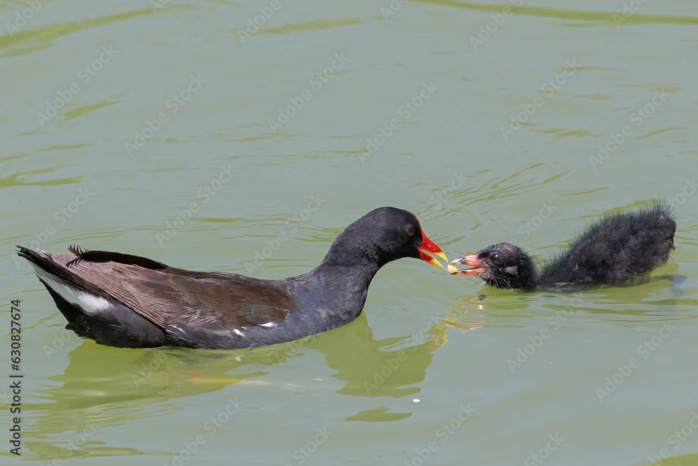 Gallinula chloropus with black feathers and red beak feeding its young in a lagoon. Care of a mother to her calf. Small bird next to one of its chickens. Moorhen. Gallinula chloropus with black feathers and red beak feeding its young in a lagoon. Care of a mother to her calf. Small bird next to one of its chickens. Moorhen.
