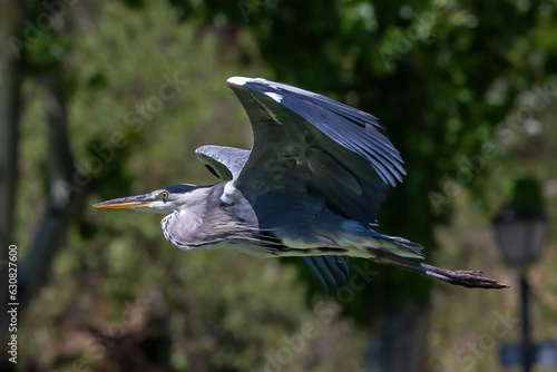 Long-legged gray feathered heron with open wings flying over a pond. Large birds. Acuatic birds. Heron with open wings in flight.