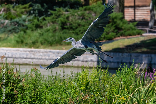Long-legged gray feathered heron with open wings flying over a pond. Large birds. Acuatic birds. Heron with open wings in flight. © marta