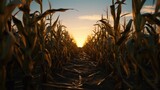 corn field for running on Halloween day. Halloween background.