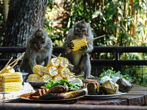 Two wild long-tailed monkey (Macaca fascicularis) is enjoying raw corn on a table at a tourist spot in Lembang, Indonesia photo