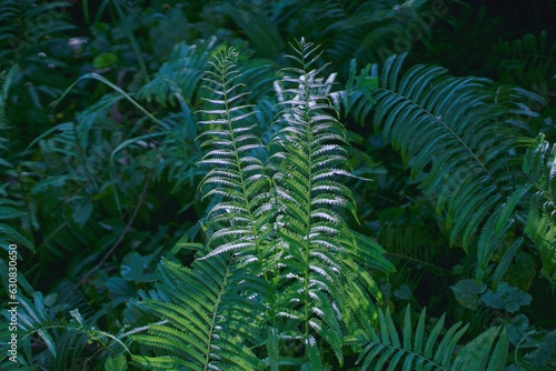 Fern leaves after the sunshine