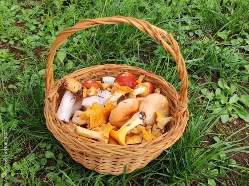 the mushroom season has begun, collected some