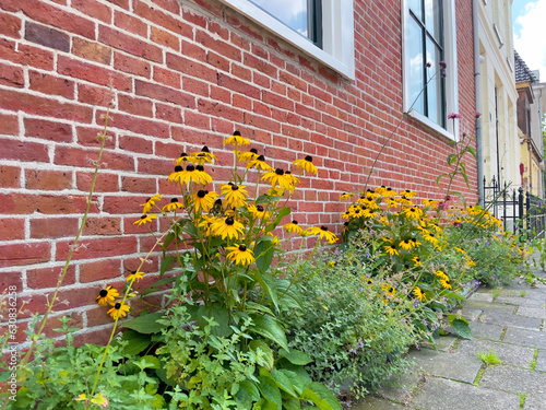 Close up of a green facade garden in the city on behalf of climate adaptation. Geveltuin for stimulating biodiversity. Geveltuintje  groene gevel. Green facade  gr  nfassade.