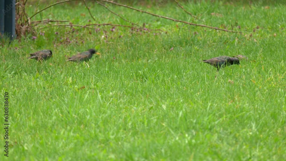 Starlings searching for the worm on the ground. A common starling, also known as the European starling, sturnus vulgaris, eating worms at a meadow. In the grass, starlings are looking for worms to eat Starlings searching for the worm on the ground. A common starling, also known as the European starling, sturnus vulgaris, eating worms at a meadow. In the grass, starlings are looking for worms to eat