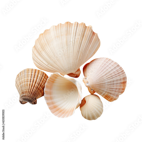 Sea shells isolated on white background transparent 