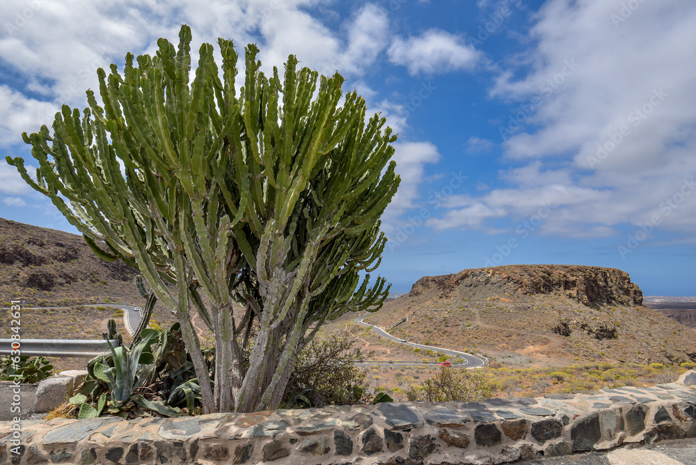 Landschaft mit Kaktus und Berg im Barranco de Fataga auf der Insel Gran Canaria Landschaft mit Kaktus und Berg im Barranco de Fataga auf der Insel Gran Canaria