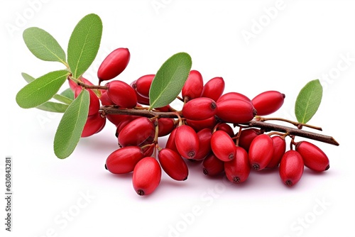 barberry isolated on white background. photo