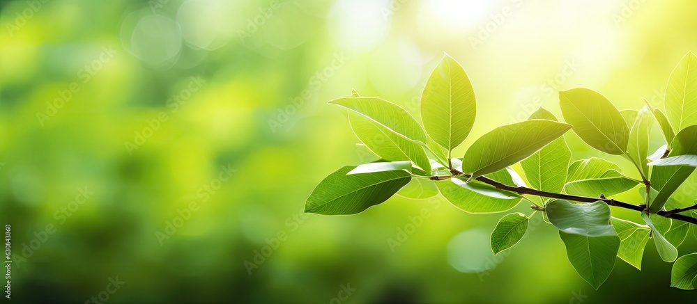 Leaves in green color are seen against a blurry green background in a garden, bathed in sunlight. is suitable for use as a natural green plant landscape background. The foliage appears fresh and Leaves in green color are seen against a blurry green background in a garden, bathed in sunlight. is suitable for use as a natural green plant landscape background. The foliage appears fresh and