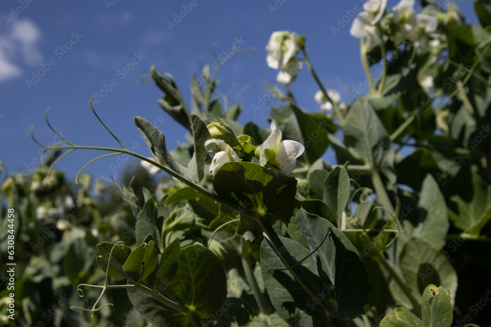 Blooming garden pea plants in summer Blooming garden pea plants in summer