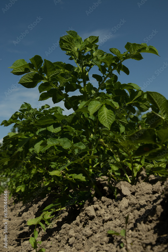 Blooming potato plant in the garden Blooming potato plant in the garden