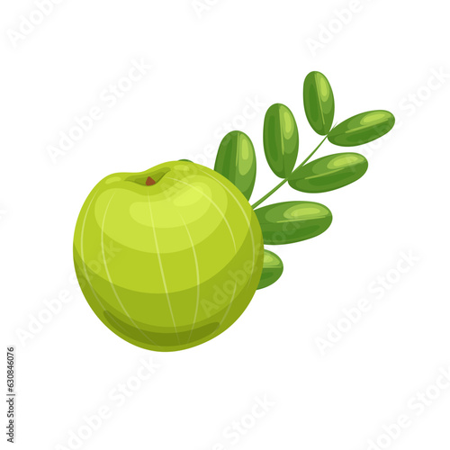 gooseberry amla fruit cartoon. green indian  leaf food  organic herbal gooseberry amla fruit isolated vector illustration