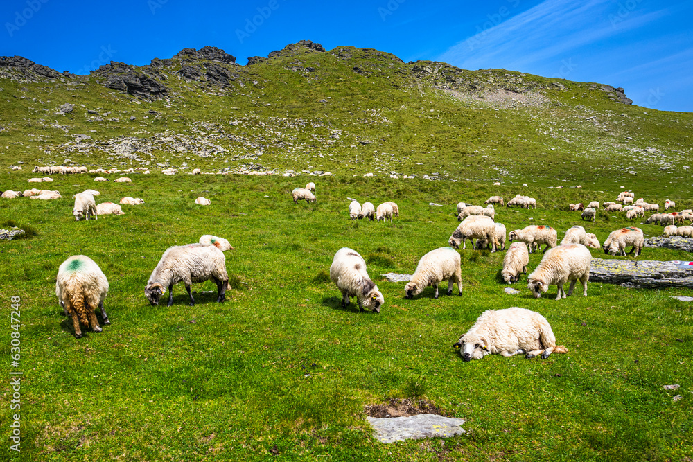 A flock of sheep on a mountain pasture in the Fagaras Mountains, Romania.