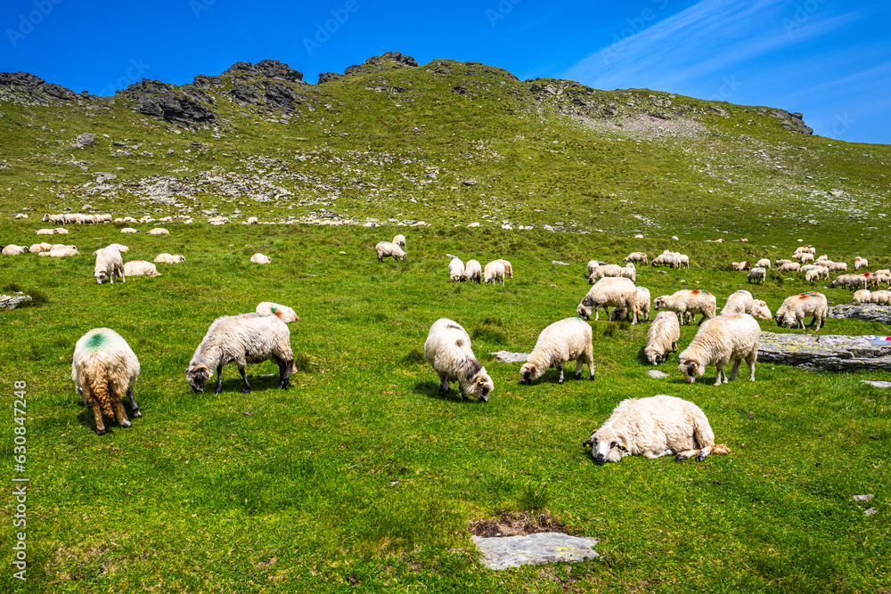 Fototapeta premium A flock of sheep on a mountain pasture in the Fagaras Mountains, Romania.