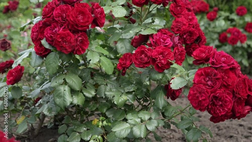 Bushes of profusely blooming red roses on a sunny day. Panorama up. High quality 4k footage