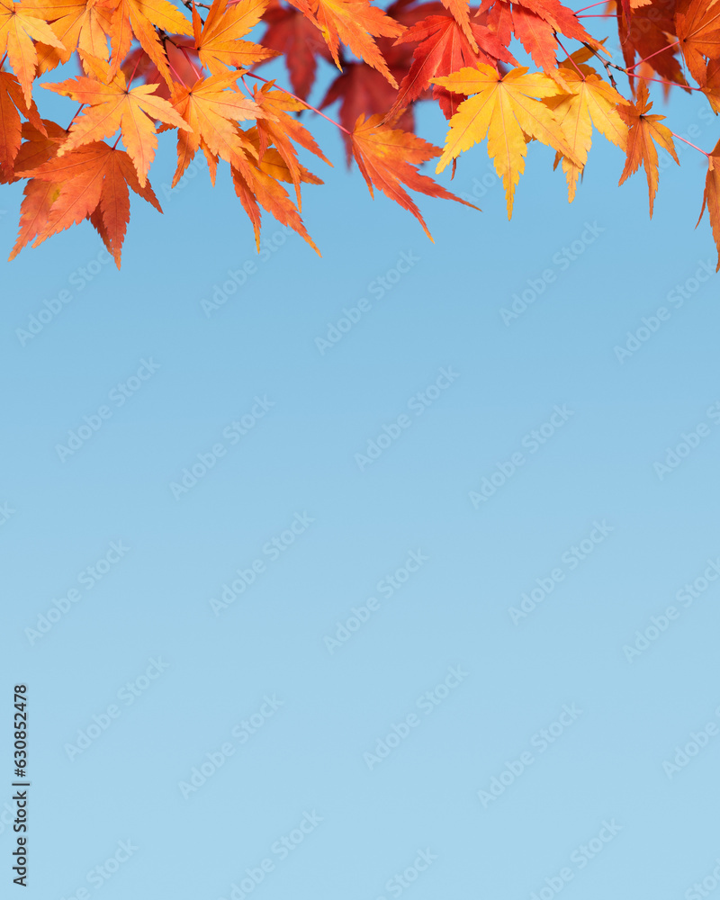 Autumn Background with Japanese Maple Leaves Against the Blue Sky Autumn Background with Japanese Maple Leaves Against the Blue Sky