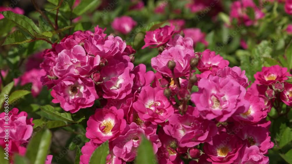 The opened buds of a delicate pink tea rose. Close-up. Slow motion with motion tracking. Panorama. High quality 4k footage The opened buds of a delicate pink tea rose. Close-up. Slow motion with motion tracking. Panorama. High quality 4k footage