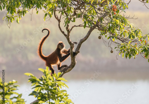 spider monkey is climbing up on a tree over the lagoon, Osa Peninsula, Costa Rica