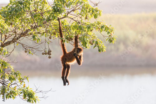 spider monkey feeding over the lagoon, Osa Peninsula, Costa Rica photo