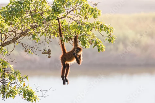 Obraz spider monkey feeding over the lagoon, Osa Peninsula, Costa Rica