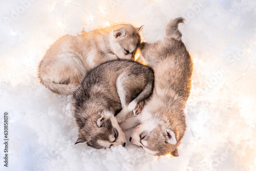Small one and a half month old husky puppies lie on white fluff with luminous garlands.