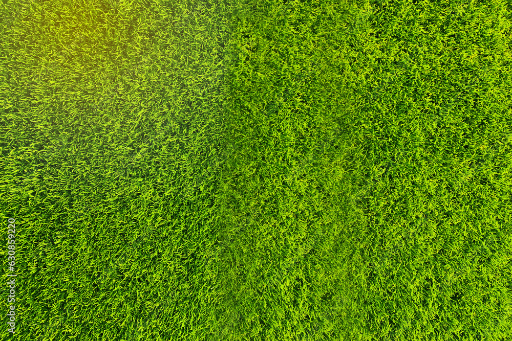 Obraz premium Beautiful green grass texture from golf course, selective focus with a blurred background