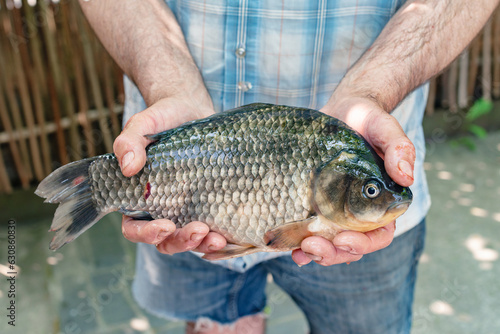 Fototapeta Naklejka Na Ścianę i Meble -  Freshwater crucian carp in a human hand closeup. A man holds a live young carp in his hands, his catch. Carp in the hands of a fisherman