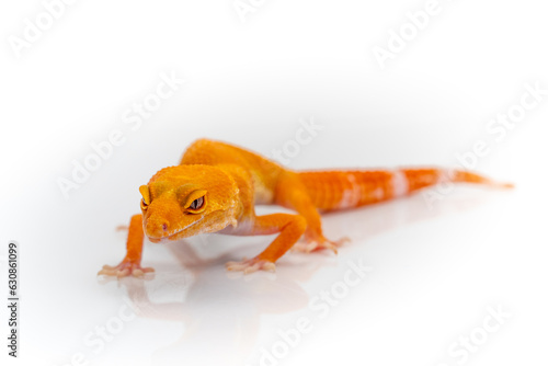 Tangerine orange leopard gecko isolated on white background