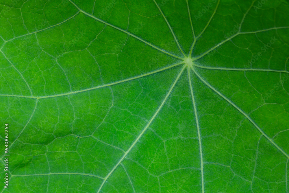 Fototapeta premium Texture of green nasturtium leaf. Natural background. macro photography... 