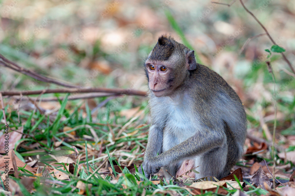 Crab-eating macaque (Macaca fascicularis), also known as the long-tailed macaque in the jungles of Cambodia. Crab-eating macaque (Macaca fascicularis), also known as the long-tailed macaque in the jungles of Cambodia.