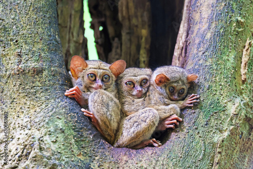 Three Spectral tarsiers (Tarsius tarsier) out of their hole, Sulawesi, Indonesia photo