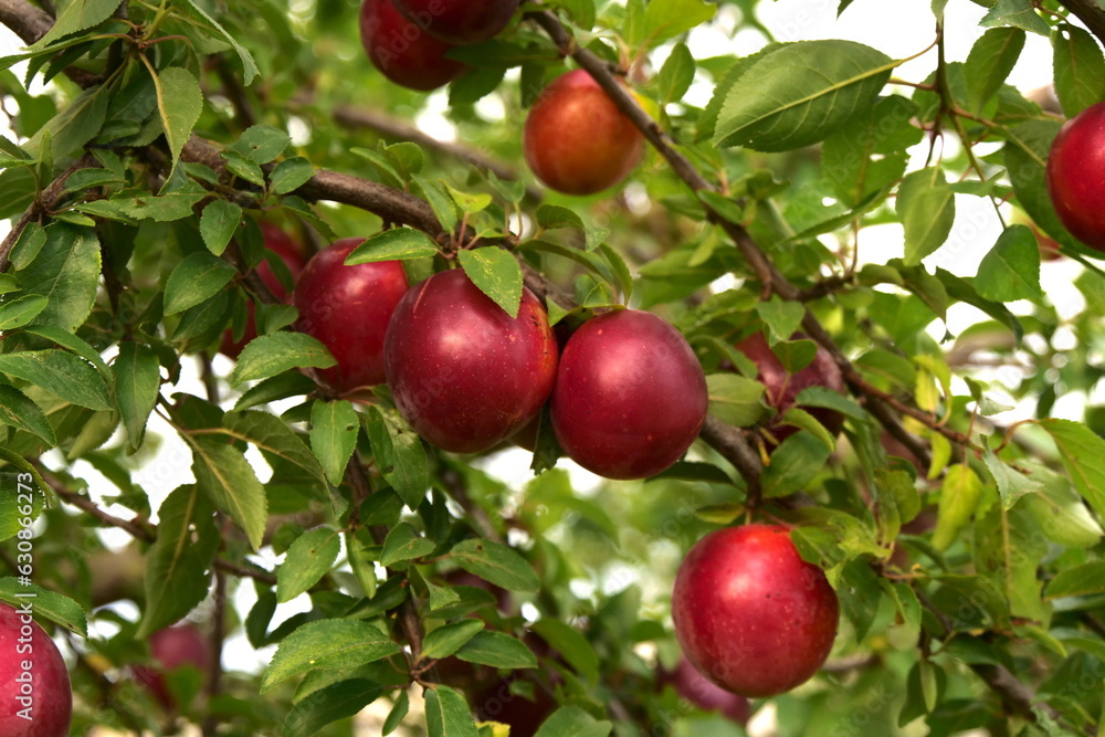 Ripe Plums On Green Branches In The Garden Ripe Plums On Green Branches In The Garden