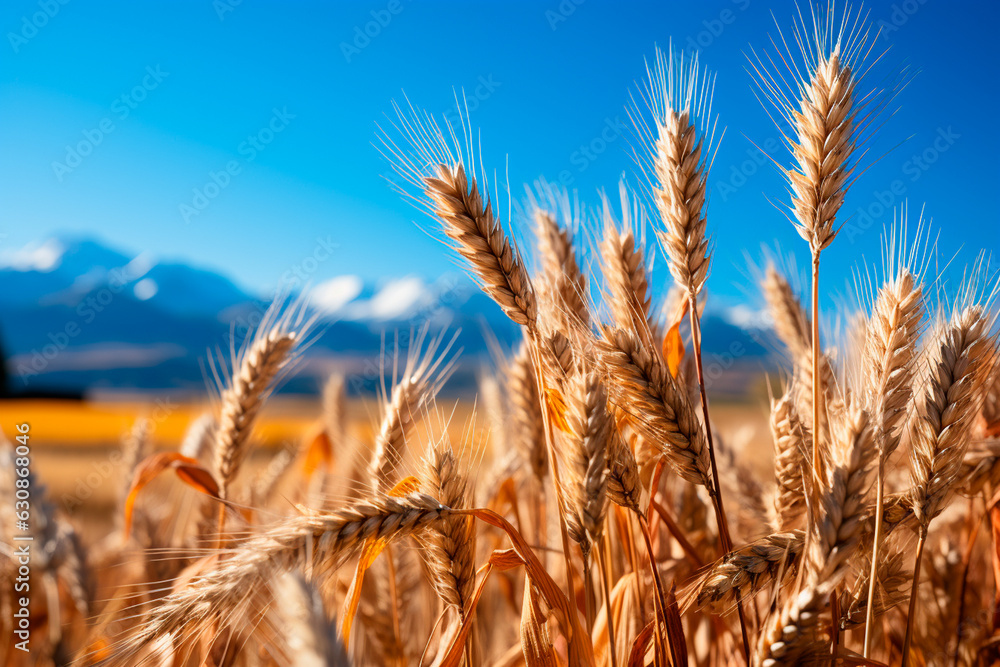Fototapeta premium wheat field on sunset