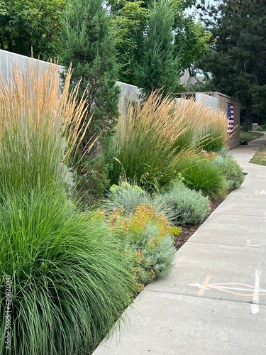 beautiful xeriscape garden landscape with ornamental grasses and hardy perennials, texture and foliage