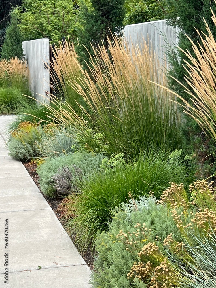 beautiful xeriscape garden landscape with ornamental grasses and xeric