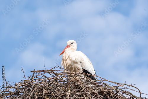 Weißstorch