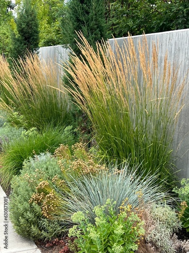beautiful xeriscape garden landscape with ornamental grasses, flowering perennials and foliage plants