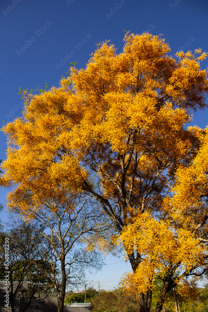 Copa de uma árvore carregada de flores amarelas com céu azul ao fundo. Platymiscium pubescens. Formato vertical.